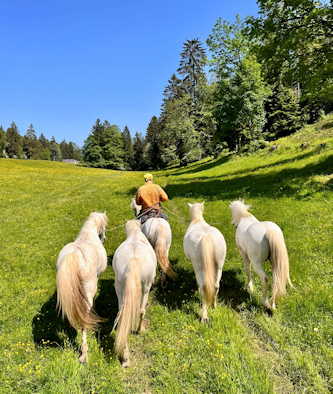 Reiterferien Schweiz